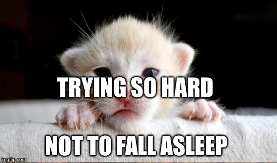 No sleep or yes | TRYING SO HARD; NOT TO FALL ASLEEP | image tagged in trying | made w/ Imgflip meme maker