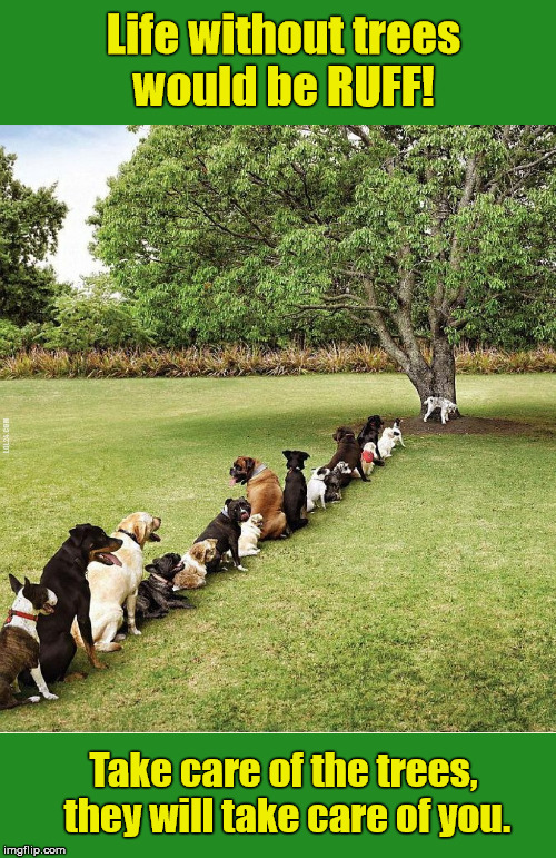 Life without trees would be RUFF! | Life without trees would be RUFF! Take care of the trees, they will take care of you. | image tagged in trees,dogs,deforestation,save a tree,stop cutting trees,dog peeing | made w/ Imgflip meme maker