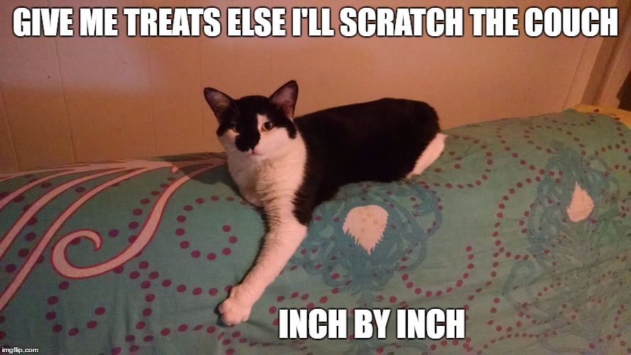 Cat holding you hostage | GIVE ME TREATS ELSE I'LL SCRATCH THE COUCH; INCH BY INCH | image tagged in cats,hostage | made w/ Imgflip meme maker