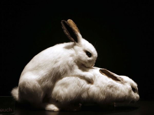 bunny wabbits Blank Meme Template