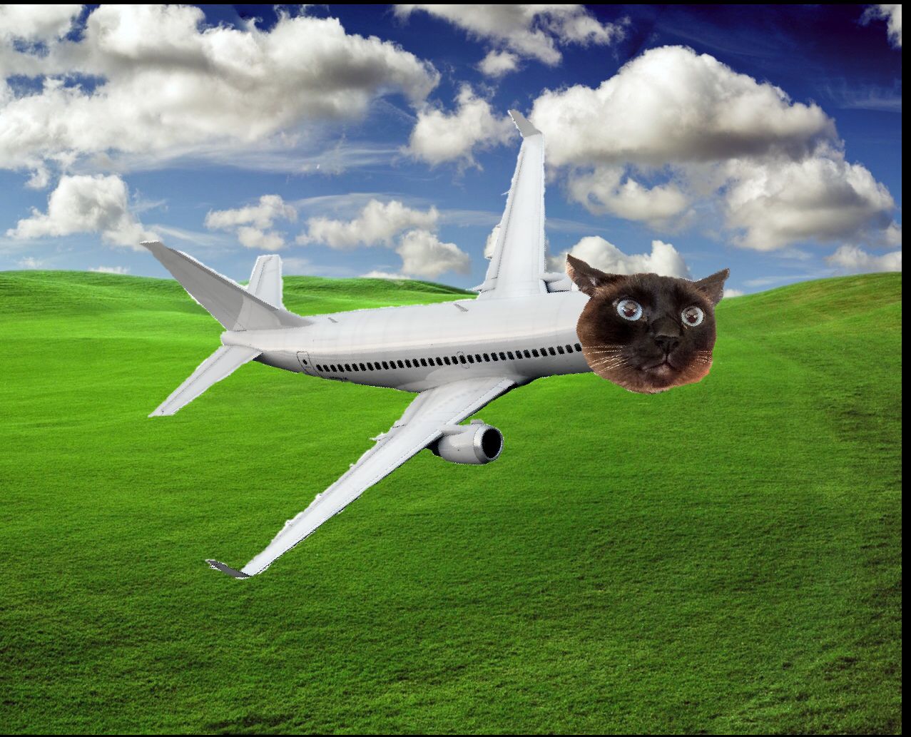 High Quality Plane Cat Blank Meme Template