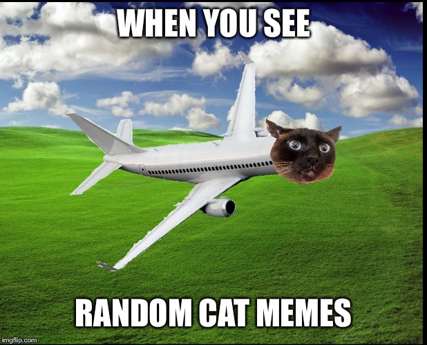 Plane Cat | WHEN YOU SEE; RANDOM CAT MEMES | image tagged in cats | made w/ Imgflip meme maker