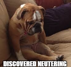 Sad dog | DISCOVERED NEUTERING | image tagged in memes,dogs | made w/ Imgflip meme maker