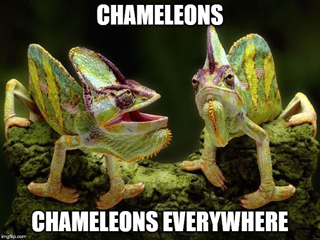 chameleons | CHAMELEONS CHAMELEONS EVERYWHERE | image tagged in chameleons | made w/ Imgflip meme maker