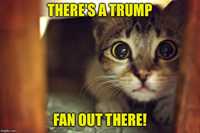 THERE'S A TRUMP; FAN OUT THERE! | image tagged in scaredycat | made w/ Imgflip meme maker