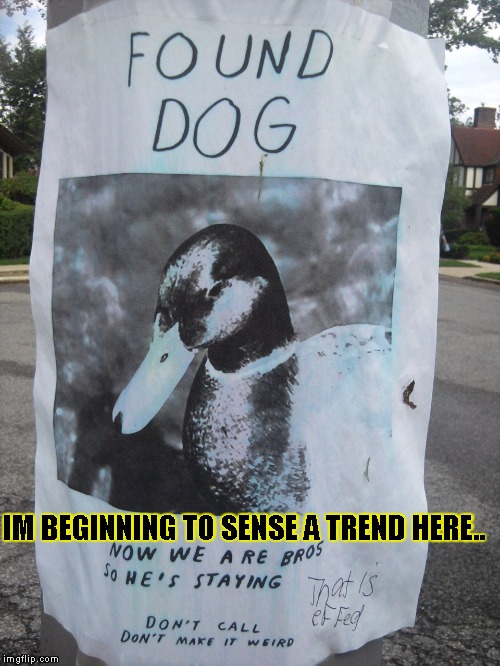 Found Dog | IM BEGINNING TO SENSE A TREND HERE.. | image tagged in funny,found,signs/billboards,memes,dogs | made w/ Imgflip meme maker