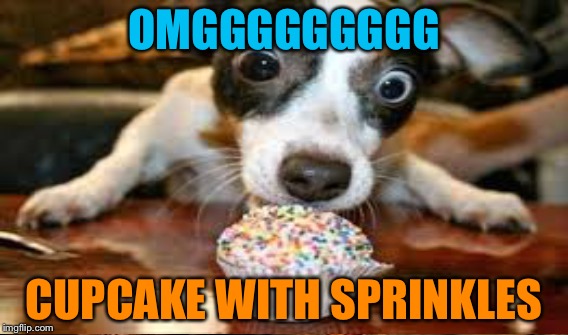 I wish my dog was like this... | OMGGGGGGGGG; CUPCAKE WITH SPRINKLES | image tagged in dogs,cupcakes,wild | made w/ Imgflip meme maker