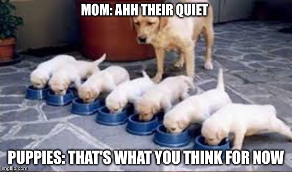 Quite  | MOM: AHH THEIR QUIET; PUPPIES: THAT'S WHAT YOU THINK FOR NOW | image tagged in peace | made w/ Imgflip meme maker