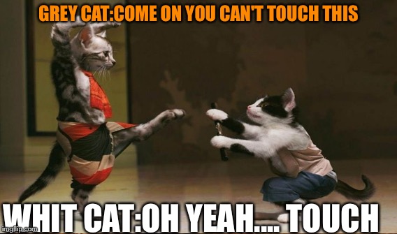 Can't touch this...... | GREY CAT:COME ON YOU CAN'T TOUCH THIS; WHIT CAT:OH YEAH.... TOUCH | image tagged in can't even | made w/ Imgflip meme maker