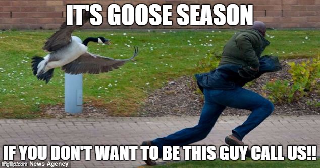 goose | IT'S GOOSE SEASON; IF YOU DON'T WANT TO BE THIS GUY CALL US!! | image tagged in goose | made w/ Imgflip meme maker