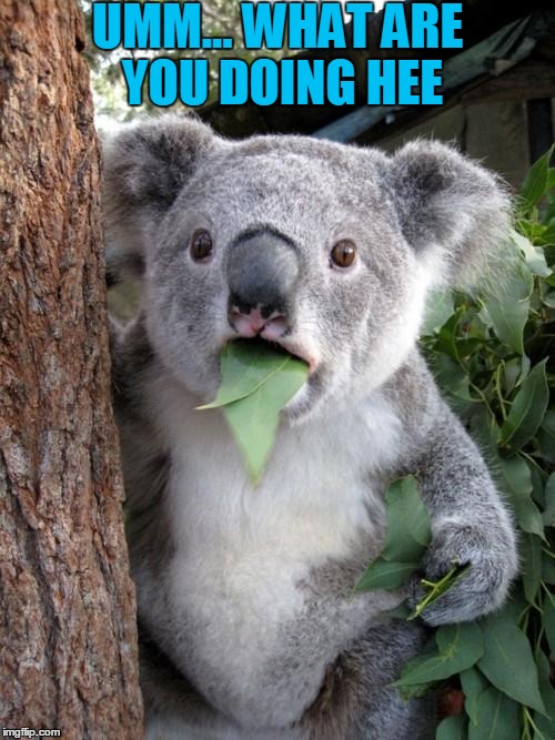 Surprised Koala Meme | UMM... WHAT ARE YOU DOING HEE | image tagged in memes,surprised koala | made w/ Imgflip meme maker