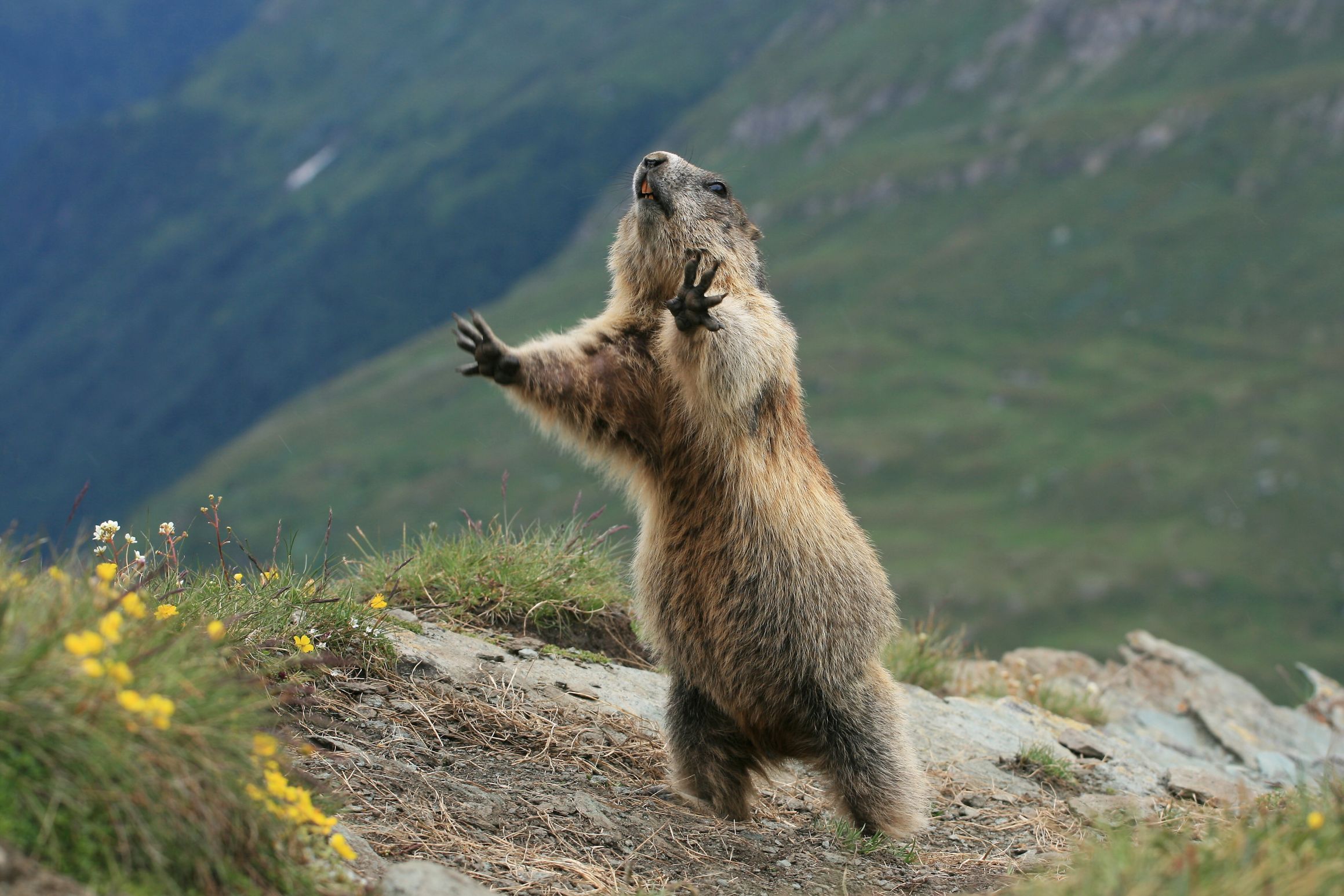 WOODCHUCK Blank Meme Template