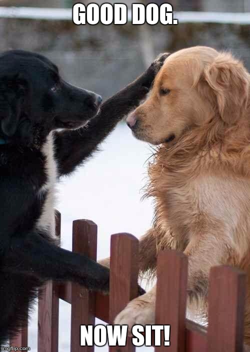dogs | GOOD DOG. NOW SIT! | image tagged in dogs | made w/ Imgflip meme maker
