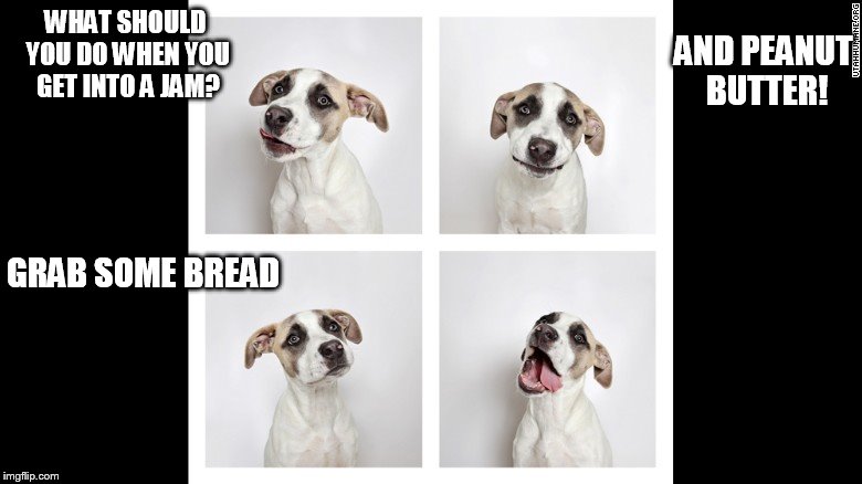 WHAT SHOULD YOU DO WHEN YOU GET INTO A JAM? AND PEANUT BUTTER! GRAB SOME BREAD | image tagged in funny memes,funny meme,bad pun,bad pun dog,meme | made w/ Imgflip meme maker