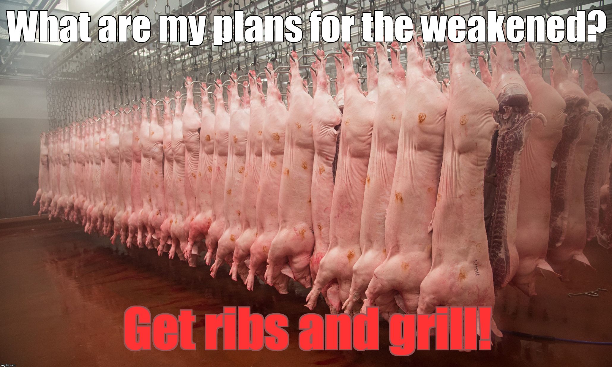 (1+1)<3. Bacon>Pigs. Food=Poop. | What are my plans for the weakened? Get ribs and grill! | image tagged in math for dummies,netflix and chill | made w/ Imgflip meme maker