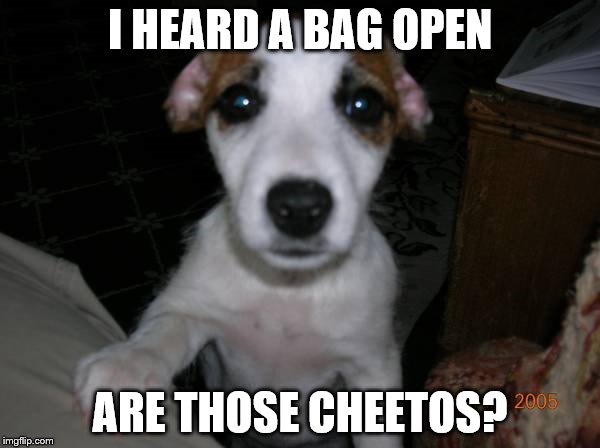 Cheetos Dog | I HEARD A BAG OPEN; ARE THOSE CHEETOS? | image tagged in cheetos,dog,begging | made w/ Imgflip meme maker