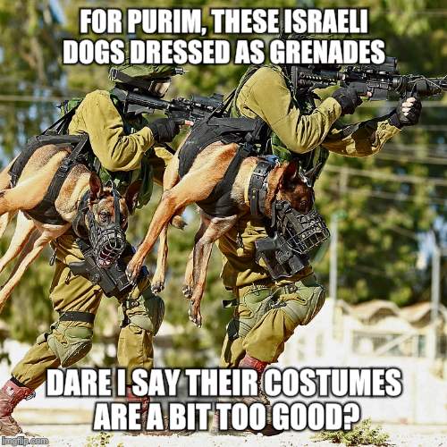 Holstered attack dogs | FOR PURIM, THESE ISRAELI DOGS DRESSED AS GRENADES; DARE I SAY THEIR COSTUMES ARE A BIT TOO GOOD? | image tagged in holstered attack dogs | made w/ Imgflip meme maker