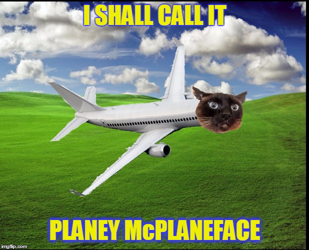 Plane Cat - Imgflip