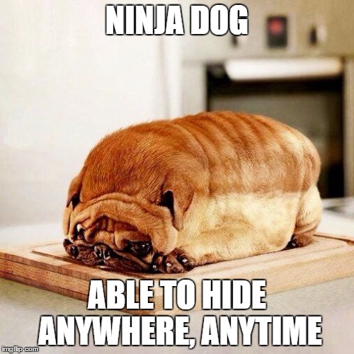 NINJA DOG; ABLE TO HIDE ANYWHERE, ANYTIME | made w/ Imgflip meme maker