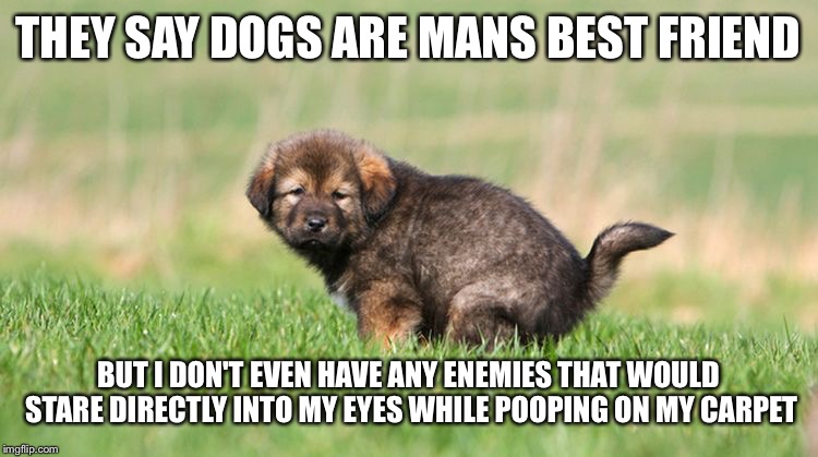 dogs are best friend