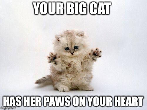 jazzpaws | YOUR BIG CAT; HAS HER PAWS ON YOUR HEART | image tagged in jazzpaws | made w/ Imgflip meme maker