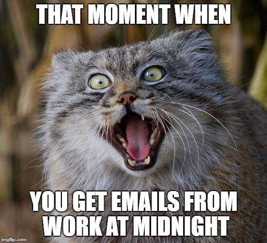 SpazCat | THAT MOMENT WHEN; YOU GET EMAILS FROM WORK AT MIDNIGHT | image tagged in spazcat | made w/ Imgflip meme maker