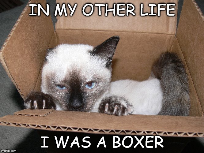 Cat in a Box Imgflip