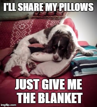 Bed Bug | I'LL SHARE MY PILLOWS; JUST GIVE ME THE BLANKET | image tagged in english springer spaniel,dog,bed,share | made w/ Imgflip meme maker