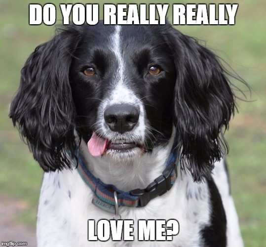 DO YOU REALLY REALLY; LOVE ME? | image tagged in dizzywhizz1 | made w/ Imgflip meme maker