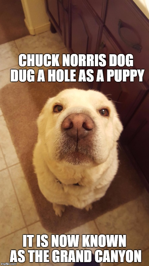 CHUCK NORRIS DOG DUG A HOLE AS A PUPPY; IT IS NOW KNOWN AS THE GRAND CANYON | image tagged in the grand canyon,chuck norris | made w/ Imgflip meme maker