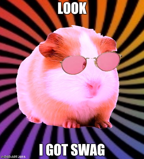I got swag | LOOK; I GOT SWAG | image tagged in swaggy the guinea pig | made w/ Imgflip meme maker