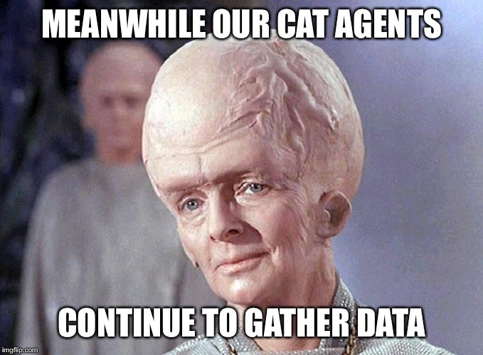 TALOSIAN SMIRK | MEANWHILE OUR CAT AGENTS CONTINUE TO GATHER DATA | image tagged in talosian smirk | made w/ Imgflip meme maker