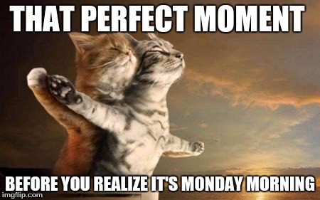 catslovers | THAT PERFECT MOMENT; BEFORE YOU REALIZE IT'S MONDAY MORNING | image tagged in catslovers | made w/ Imgflip meme maker
