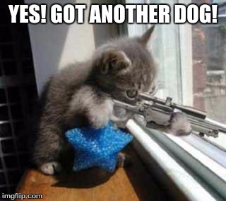 CatSniper | YES! GOT ANOTHER DOG! | image tagged in catsniper | made w/ Imgflip meme maker