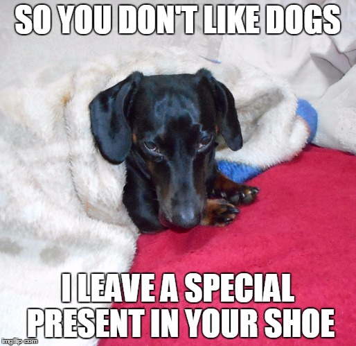 You don't like dogs? | SO YOU DON'T LIKE DOGS I LEAVE A SPECIAL PRESENT IN YOUR SHOE | image tagged in sammy the dachshund,meme,memes | made w/ Imgflip meme maker