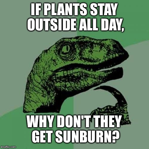 Philosoraptor Meme | IF PLANTS STAY OUTSIDE ALL DAY, WHY DON'T THEY GET SUNBURN? | image tagged in memes,philosoraptor | made w/ Imgflip meme maker