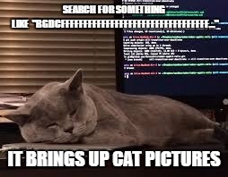 coding cat | SEARCH FOR SOMETHING LIKE
 "BGDCFFFFFFFFFFFFFFFFFFFFFFFFFFFFFFFFF..."; IT BRINGS UP CAT PICTURES | image tagged in coding cat | made w/ Imgflip meme maker