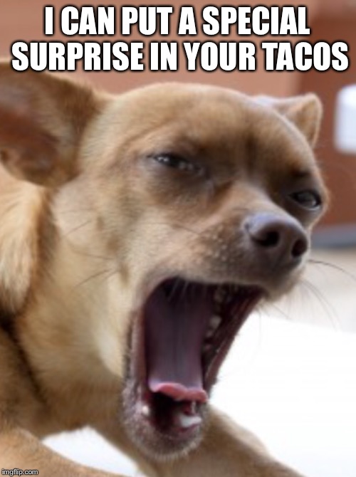 I CAN PUT A SPECIAL SURPRISE IN YOUR TACOS | image tagged in big mouth chihuahua | made w/ Imgflip meme maker