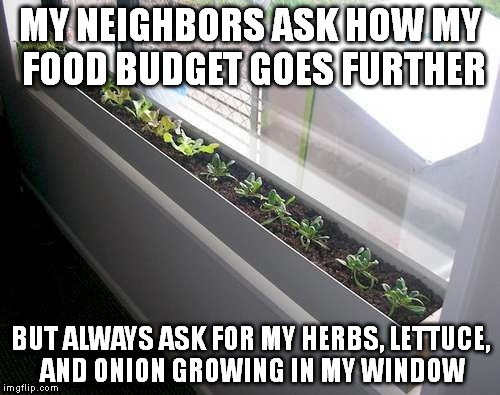 I offered to take them out wild oats hunting; they said, 'no'. | MY NEIGHBORS ASK HOW MY FOOD BUDGET GOES FURTHER; BUT ALWAYS ASK FOR MY HERBS, LETTUCE, AND ONION GROWING IN MY WINDOW | image tagged in garden,food,budget,memes,neighbors | made w/ Imgflip meme maker