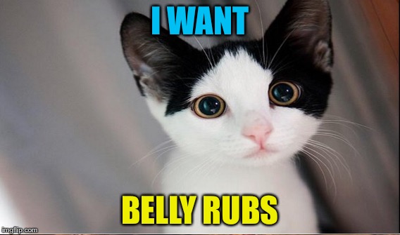 Kittens who look like angles | I WANT; BELLY RUBS | image tagged in belly,scrubs | made w/ Imgflip meme maker
