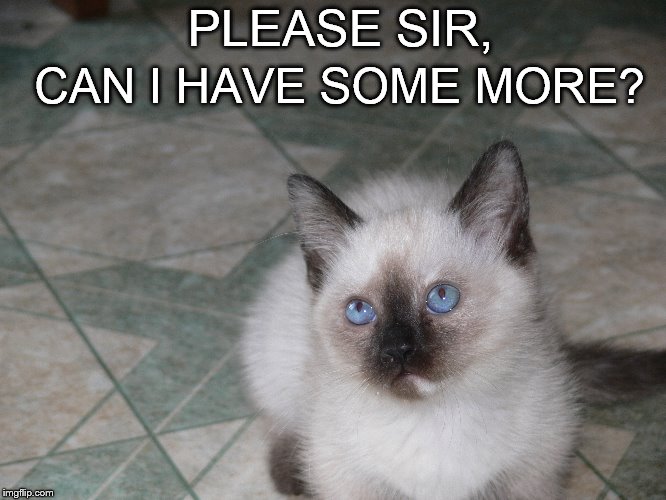 Oliver Twist | PLEASE SIR, CAN I HAVE SOME MORE? | image tagged in funny cat,cat,kitten,cute cat,juniper berry,napoleon munchkin | made w/ Imgflip meme maker