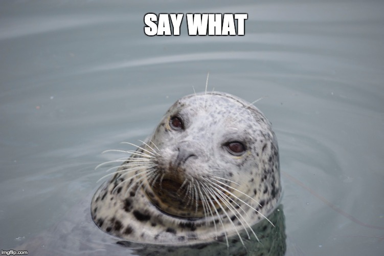 SAY WHAT | image tagged in say what seal | made w/ Imgflip meme maker