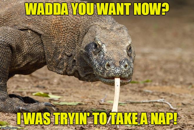 WADDA YOU WANT NOW? I WAS TRYIN' TO TAKE A NAP! | made w/ Imgflip meme maker