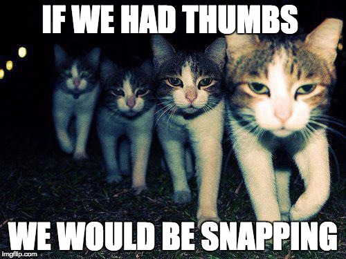 This may be a repost but whatever, Enjoy! | IF WE HAD THUMBS; WE WOULD BE SNAPPING | image tagged in memes,wrong neighboorhood cats,thumbs up,classy | made w/ Imgflip meme maker