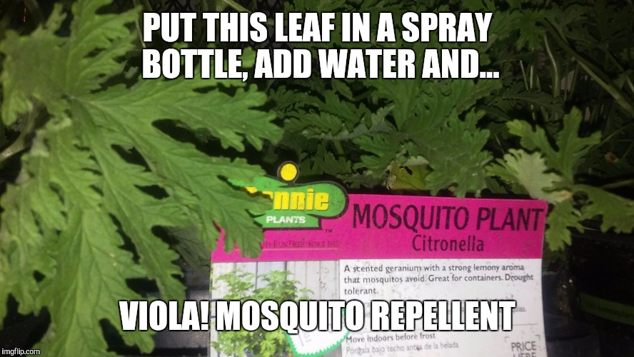 Mosquito Repellent |  PUT THIS LEAF IN A SPRAY BOTTLE, ADD WATER AND... VIOLA! MOSQUITO REPELLENT | image tagged in mosquito,plants | made w/ Imgflip meme maker