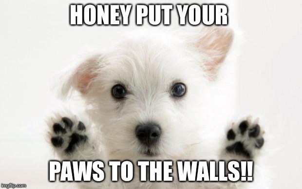 Paws Up | HONEY PUT YOUR; PAWS TO THE WALLS!! | image tagged in paws up | made w/ Imgflip meme maker