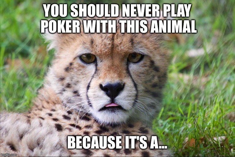 WORLD'S FASTEST ANIMAL | YOU SHOULD NEVER PLAY POKER WITH THIS ANIMAL; BECAUSE IT'S A... | image tagged in world's fastest animal | made w/ Imgflip meme maker