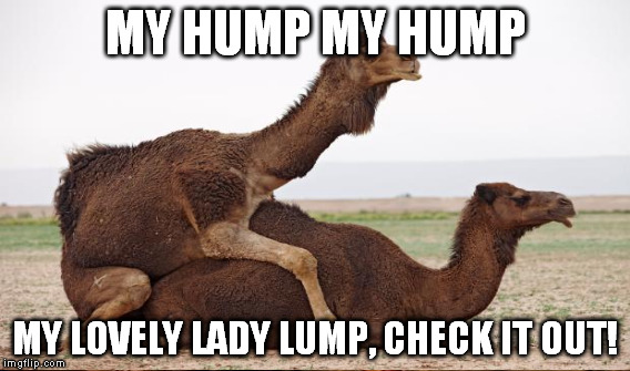 camel 1 on 1 | MY HUMP MY HUMP; MY LOVELY LADY LUMP, CHECK IT OUT! | image tagged in camel,myhump,donaldtrump,trump | made w/ Imgflip meme maker