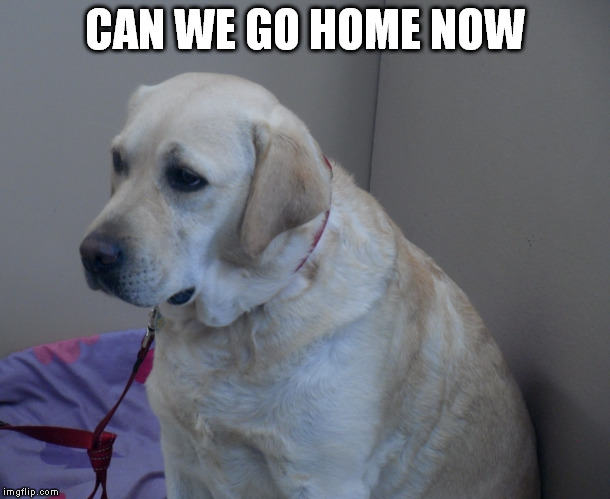 Can we go home now | CAN WE GO HOME NOW | image tagged in dog,home,bored | made w/ Imgflip meme maker
