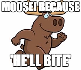 Moose on the loose | MOOSE! BECAUSE; 'HE'LL BITE' | image tagged in moose on the loose | made w/ Imgflip meme maker